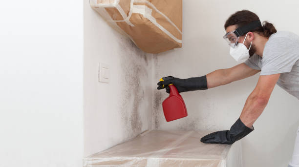 Professional Black Mold Remediation technician working in California, MD