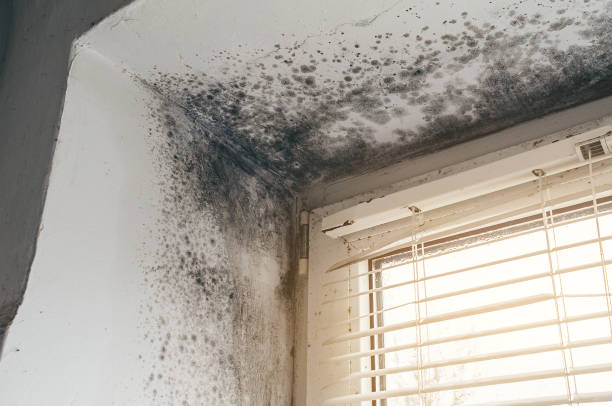 Affordable Black Mold Remediation solutions in California, MD