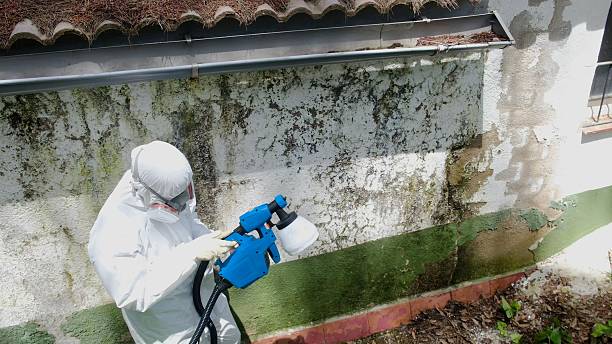 Top rated local Black Mold Remediation specialists in California, MD